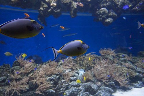 Blue Planet
