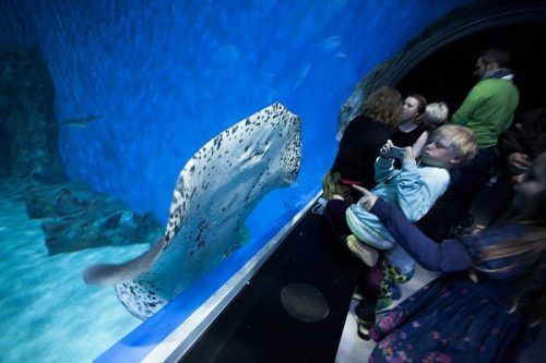 Blue Planet