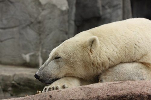 Zoo de Copenhague