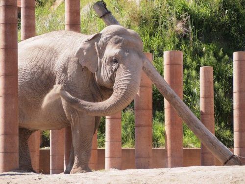 Zoo de Copenhague